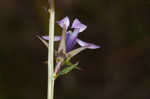 Glade lobelia